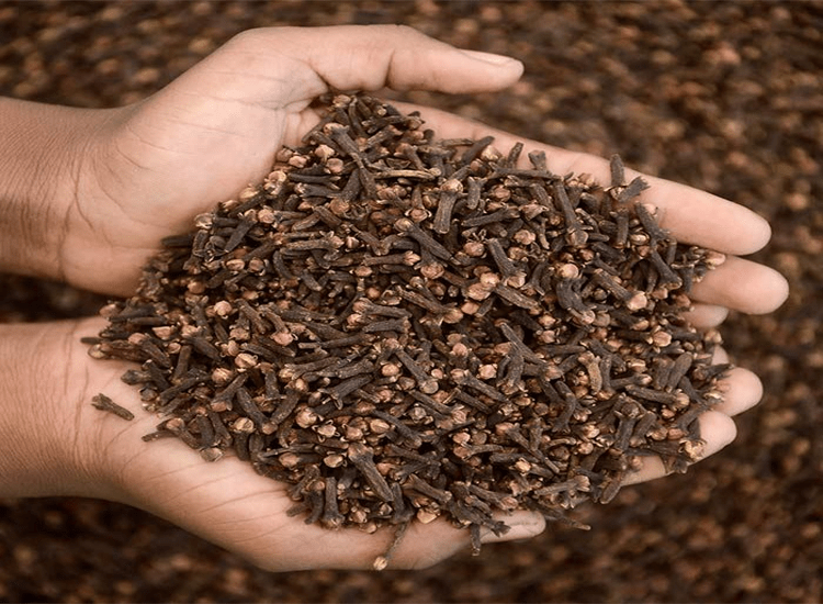 Clove - Image 2