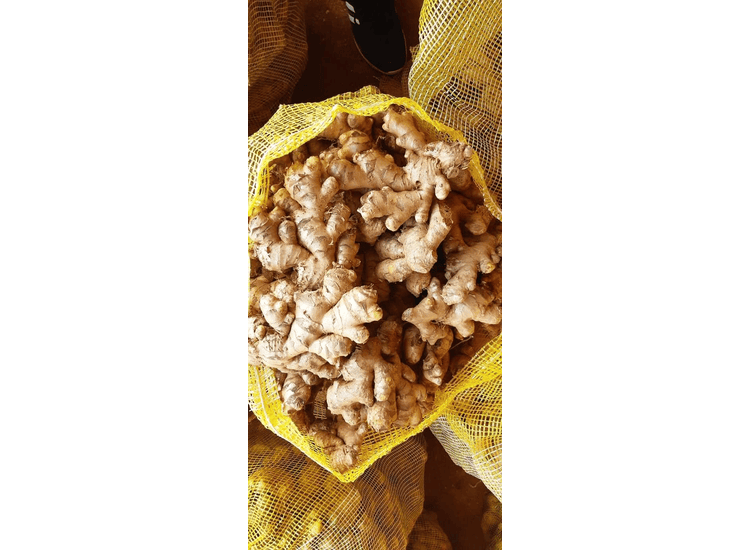 Ginger - Image 3