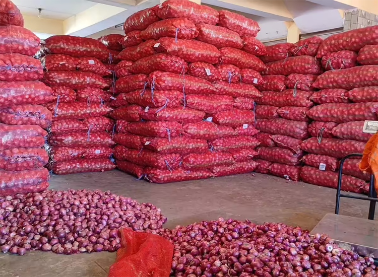 Onion - Image 3