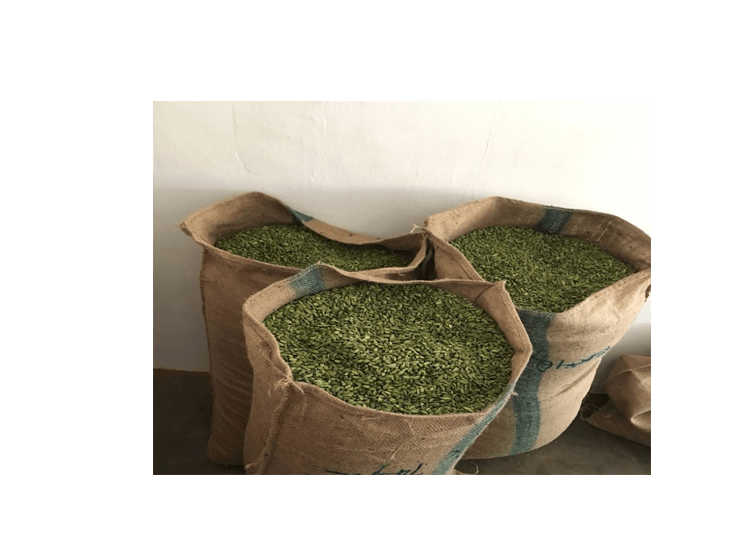 Cardamom - Image 2