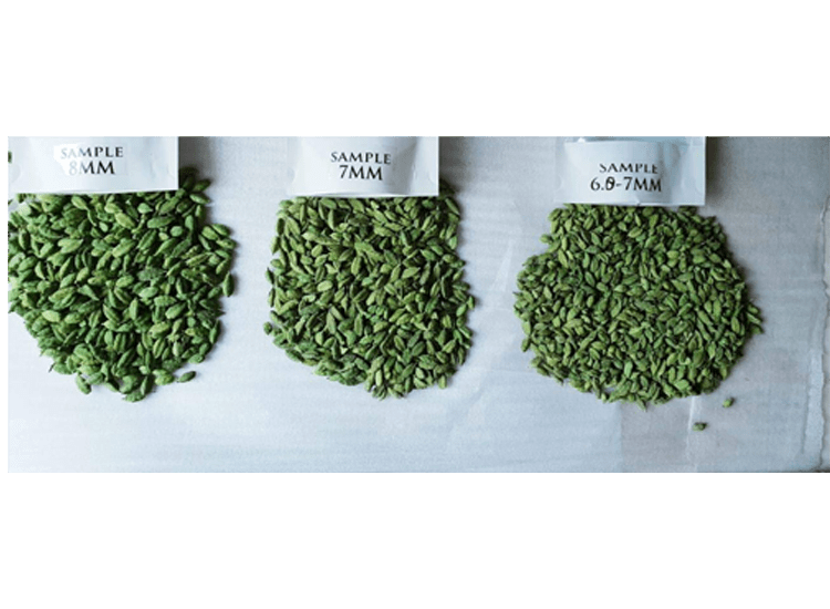 Cardamom - Image 4